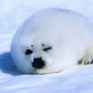 Meet your Posher, Yan